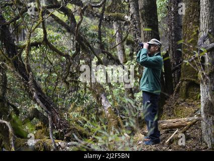 (220401) -- CHENGDU, le 1 avril 2022 (Xinhua) -- il observe les oiseaux avec un télescope dans la réserve naturelle nationale de Wolong, dans la province du Sichuan, au sud-ouest de la Chine, le 23 mars 2022. He Xiaoan, 55 ans, un membre du personnel de la Réserve naturelle nationale de Wolong, est également un observateur d'oiseaux qui observe les espèces, les habitudes et les traces d'oiseaux ici. Bon nombre des photos qu'il a prises sur les 293 espèces d'oiseaux de Wolong sont devenues une référence précieuse pour l'étude de la diversité des oiseaux. Il espère inspirer les gens avec des vidéos et des photos qu'il a prises pour participer au travail de protection de l'environnement écologique et de la biodiversité de la nature reser Banque D'Images