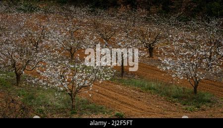 Cerisiers en fleurs en provence france avec un beau contraste de sol rouge et de fleurs blanches , Vaucluse , au pied de la montagne du luberon . Banque D'Images
