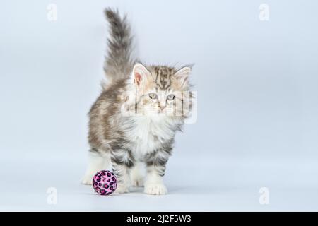 Chaton sibérien sur fond coloré avec ballon Banque D'Images