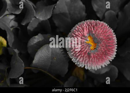 Gros plan de la Marguerite anglaise rose. Banque D'Images