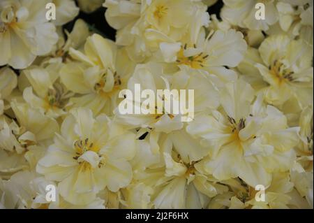 Fleur de pivoine jaune doux Double tulipes précoces (Tulipa) avant Garde fleurissent dans un jardin en mars Banque D'Images