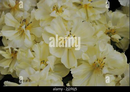 Fleur de pivoine jaune doux Double tulipes précoces (Tulipa) avant Garde fleurissent dans un jardin en mars Banque D'Images