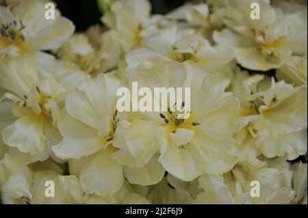 Fleur de pivoine jaune doux Double tulipes précoces (Tulipa) avant Garde fleurissent dans un jardin en mars Banque D'Images