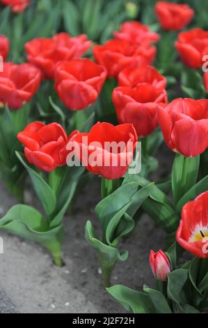 Tulipes de Triumph rouge (Tulipa) Calgary Red Bloom dans un jardin en mars Banque D'Images