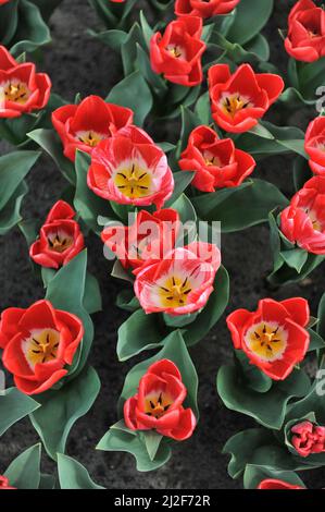 Tulipes de Triumph rouge (Tulipa) Calgary Red Bloom dans un jardin en mars Banque D'Images