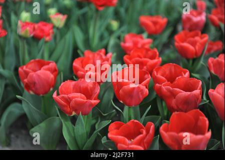 Tulipes de Triumph rouge (Tulipa) Calgary Red Bloom dans un jardin en mars Banque D'Images