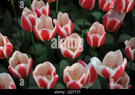 Rouge et blanc Darwin tulipes hybrides (Tulipa) Candy Apple Delight Bloom dans un jardin en mars Banque D'Images