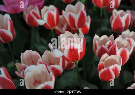 Rouge et blanc Darwin tulipes hybrides (Tulipa) Candy Apple Delight Bloom dans un jardin en mars Banque D'Images