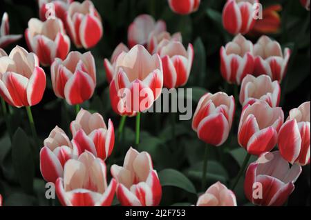 Rouge et blanc Darwin tulipes hybrides (Tulipa) Candy Apple Delight Bloom dans un jardin en mars Banque D'Images