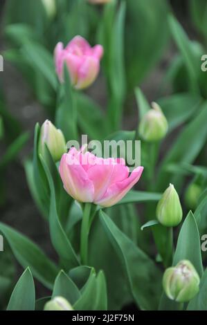 Tulipes doubles tardives à fleurs de pivoines roses (Tulipa) le temps des bonbons fleurit dans un jardin en mars Banque D'Images