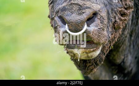 Gros plan d'un bison européen avec anneau dans son nez Banque D'Images