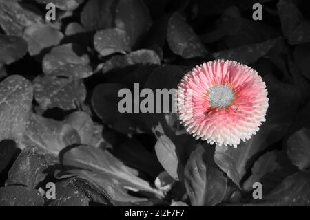 Gros plan de la Marguerite anglaise rose. Banque D'Images
