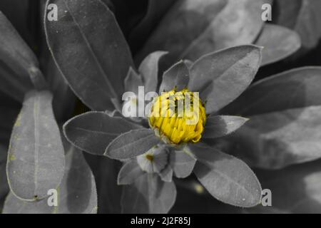 Bouton d'une fleur jaune de Calendula. Banque D'Images