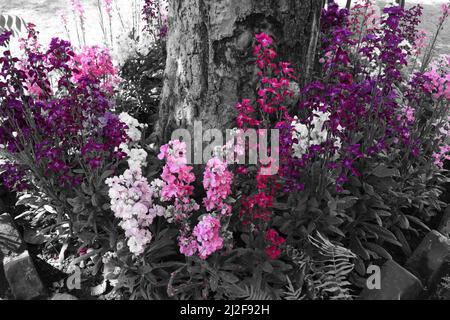 Stocker des fleurs en pleine fleur dans un jardin. Banque D'Images