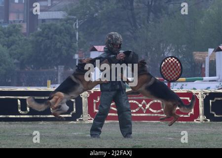 Katmandou, Népal. 01st avril 2022. Le 1 avril 2022 à Katmandou, au Népal. Des chiens et un membre de l'armée népalaise présentent un spectacle de chiens pendant le festival de ghode jatra au pavillon de l'armée. (Photo de Abhishek Maharajan/Sipa USA) crédit: SIPA USA/Alay Live News Banque D'Images
