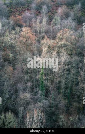 Au milieu d'une forêt d'hiver émerge un arbre mort couvert d'ivie dans Becerrea Lugo Galice Banque D'Images
