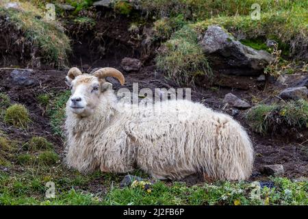Un mouton islandais sur un flanc de montagne. Cette race robuste est réputée pour sa laine épaisse et chaude. Banque D'Images
