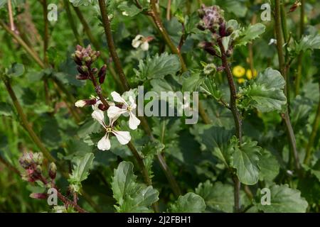 Eruca vesicaria herbe en fleur Banque D'Images