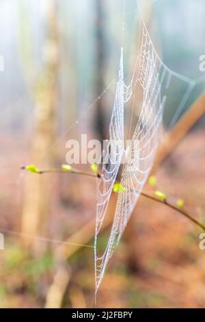 Gros plan d'une toile d'araignées couverte de rosée vue se terminer sur un fond hors foyer d'une forêt de bouleau le matin brumeux au printemps. Banque D'Images