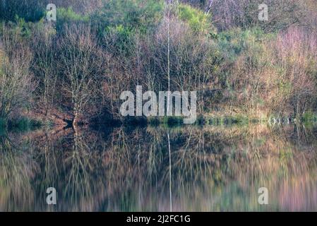 bosquet d'hiver de bouleaux reflétés dans la surface immaculée d'un lagon à Baamonde Galice Banque D'Images