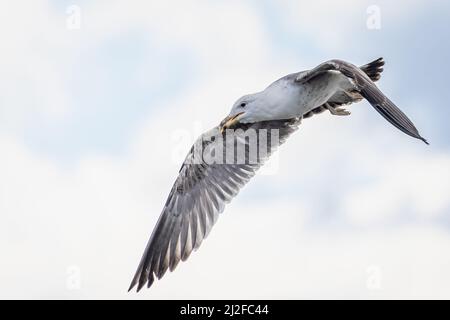 Gros plan d'un gros mouette planant dans le ciel avec un bec entrouvert Banque D'Images