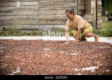 Femme séchant la récolte de fèves de cacao au soleil sur sa petite ferme à Sulawesi Ouest, Indonésie, Asie. Banque D'Images