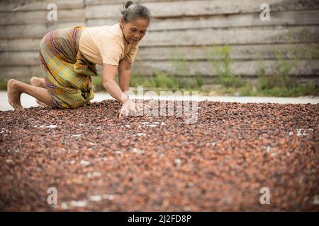 Femme séchant la récolte de fèves de cacao au soleil sur sa petite ferme à Sulawesi Ouest, Indonésie, Asie. Banque D'Images