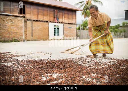 Femme séchant la récolte de fèves de cacao au soleil sur sa petite ferme à Sulawesi Ouest, Indonésie, Asie. Banque D'Images