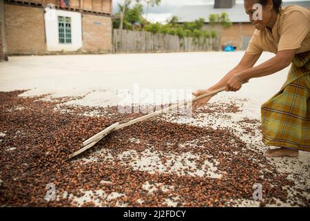 Femme séchant la récolte de fèves de cacao au soleil sur sa petite ferme à Sulawesi Ouest, Indonésie, Asie. Banque D'Images