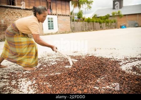 Femme séchant la récolte de fèves de cacao au soleil sur sa petite ferme à Sulawesi Ouest, Indonésie, Asie. Banque D'Images