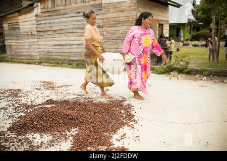 Femme séchant la récolte de fèves de cacao au soleil sur sa petite ferme à Sulawesi Ouest, Indonésie, Asie. Banque D'Images