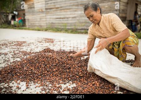 Femme séchant la récolte de fèves de cacao au soleil sur sa petite ferme à Sulawesi Ouest, Indonésie, Asie. Banque D'Images