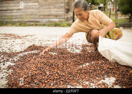 Femme séchant la récolte de fèves de cacao au soleil sur sa petite ferme à Sulawesi Ouest, Indonésie, Asie. Banque D'Images