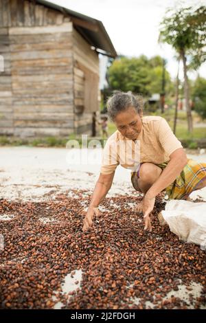 Femme séchant la récolte de fèves de cacao au soleil sur sa petite ferme à Sulawesi Ouest, Indonésie, Asie. Banque D'Images