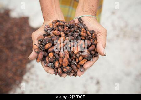 Femme séchant la récolte de fèves de cacao au soleil sur sa petite ferme à Sulawesi Ouest, Indonésie, Asie. Banque D'Images