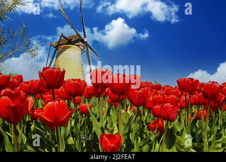 Vue sur le terrain avec des tulipes rouge vif et un moulin à vent hollandais traditionnel contre ciel bleu avec des cumulus moelleux nuages - pays-Bas Banque D'Images