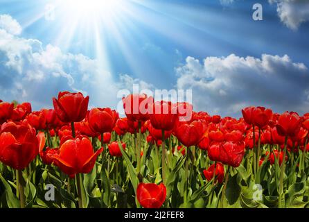 Gros plan sur une couleur rouge vif et vive fleurs de tulipes fraîches avec rétroéclairage de rayons de soleil lumineux, ciel avec des cumulus printaniers moelleux Banque D'Images