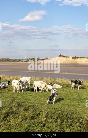 Vaches paissant à côté de la rivière Severn (à marée basse) à Arlingham, Gloucestershire, Angleterre Royaume-Uni - Westbury Garden Cliff est sur la rive éloignée. Banque D'Images