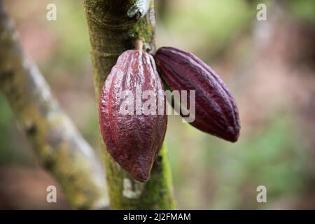 Gousses de cacao accrochées à un arbre et mûres pour la récolte - Mamuju Regency, île de Sulawesi, Indonésie, Asie. Banque D'Images