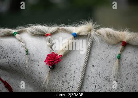 Katmandou, Népal. 01st avril 2022. Un cheval d'entraînement décoré de l'armée népalaise vu lors du festival de course hippique « Ghodejatra ». Le 'Ghode Jatra' est un festival annuel de chevaux célébré sur le terrain de Cavalry au Népal à Katmandou, qui marque la défaite d'un démon hindou. Crédit : SOPA Images Limited/Alamy Live News Banque D'Images