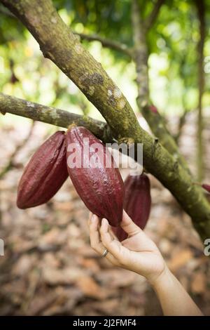 Gousses de cacao accrochées à un arbre et mûres pour la récolte - Mamuju Regency, île de Sulawesi, Indonésie, Asie. Banque D'Images