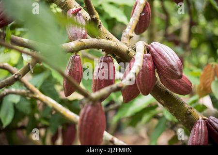 Gousses de cacao accrochées à un arbre sur une plantation de cocos à Sulawesi Ouest, Indonésie, Asie. Banque D'Images