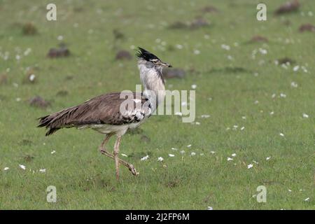 Profil latéral d'un Kori Bustard barré à travers les herbes légères du Masai Mara, Kenya Banque D'Images