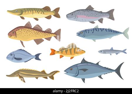 Ensemble de poissons d'eau de mer et d'eau douce. Tilapia, flétan, sardine, dorado, hareng, saumon, garfish isolé sur blanc. Illustration vectorielle pour la pêche, les fruits de mer, Illustration de Vecteur