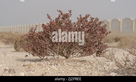 Plante de l'herbe du désert au Qatar, plante halophyte Zygophyllum qatarense ou Tetraena qatarense Banque D'Images