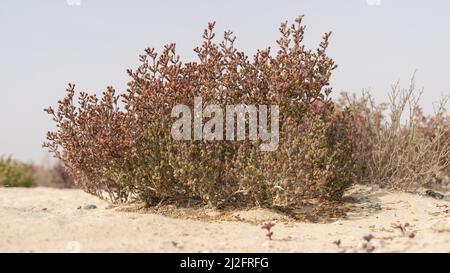 Plante de l'herbe du désert au Qatar, plante halophyte Zygophyllum qatarense ou Tetraena qatarense Banque D'Images