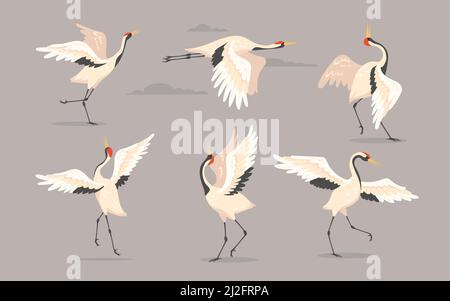 Grue japonaise. Héron ou cigogne blanc oriental, vol d'oiseau, danse ou marche avec ailes étalées isolées sur gris. Illustration vectorielle pour la nature, Illustration de Vecteur