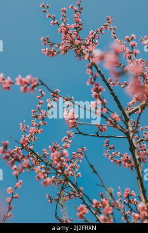 Belles branches de pêche à la fleur rose dans un ciel bleu. Mise au point sélective. Banque D'Images