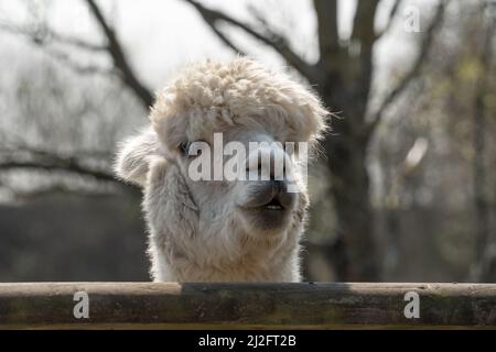 Un alpaga (Lama pacos) surplombe une clôture au sanctuaire de la Chouette de Screech, à Cornwall, au Royaume-Uni. Banque D'Images