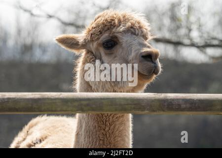 Un alpaga (Lama pacos) surplombe une clôture au sanctuaire de la Chouette de Screech, à Cornwall, au Royaume-Uni. Banque D'Images